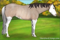 Horse Color:Sable Champagne Roan Splash Rabicano