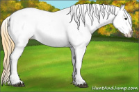 Horse Color:Buckskin Splash Blanket 