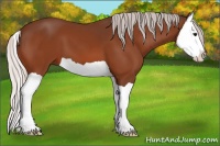 Horse Color:Silver Bay Splash 