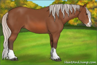 Horse Color:Silver Bay Splash 