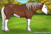 Horse Color:Silver Bay Splash 
