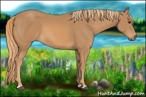 Horse Color: Chestnut 