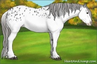 Horse Color:Black Splash Appaloosa 