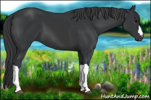 Horse Color: Black 