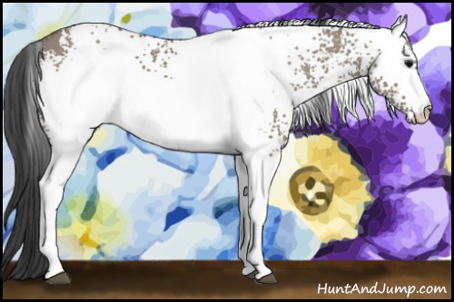 Horse Color: White Spotted Grullo 