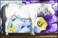 Horse Color:White Spotted Grullo 