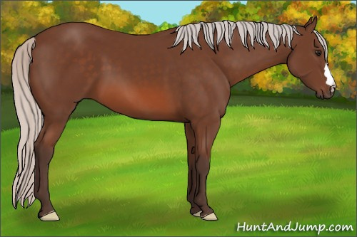 Horse Color: Silver Bay 