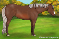 Horse Color:Silver Bay 