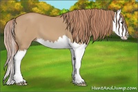 Horse Color:Red Dun Splash 