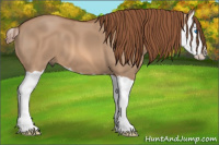 Horse Color:Red Dun Splash