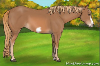 Horse Color:Chestnut Frame