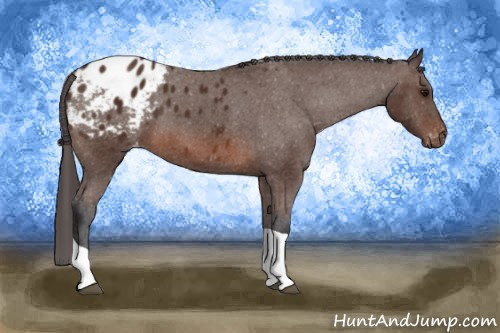 Horse Color: Brown Tobiano Blanket 