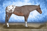 Horse Color:Brown Tobiano Appaloosa