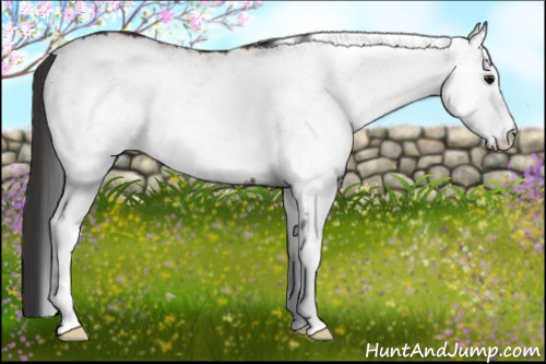 Horse Color: White Spotted Brown Rabicano 