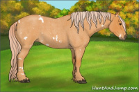Horse Color:White Spotted Palomino Roan