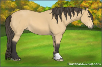 Horse Color:Buckskin 