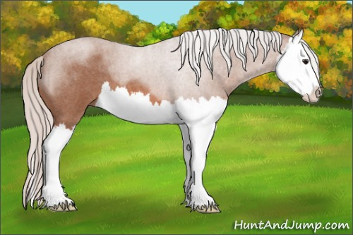Horse Color: Silver Bay Roan Splash 
