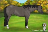 Horse Color:Gray Grullo 