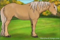 Horse Color:Palomino 