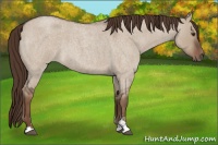 Horse Color:Liver Red Dun Roan Sabino