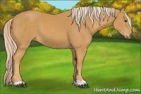 Horse Color:Palomino 