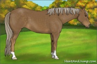 Horse Color:Chocolate Palomino 