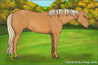 Horse Color:Palomino 
