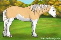 Horse Color:Palomino Splash 