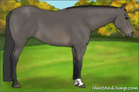 Horse Color:Black 