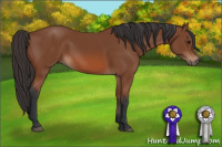 Horse Color:Bay Rabicano 