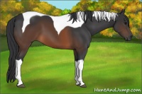 Horse Color:Brown Tobiano 