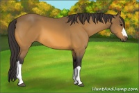 Horse Color:Buckskin 