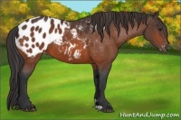 Horse Color:Bay Appaloosa 