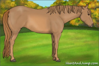 Horse Color:Chestnut Rabicano 