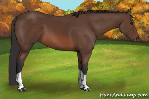 Horse Color: Bay Tobiano 