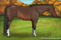 Horse Color:Bay Tobiano 