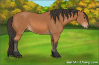 Horse Color:Bay Rabicano 