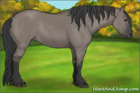 Horse Color:Grullo Rabicano 