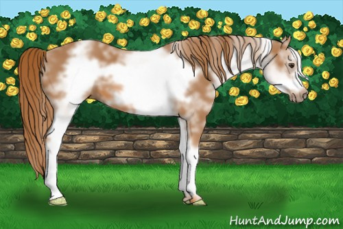Horse Color: White Spotted Chestnut Frame 