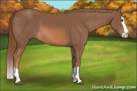 Horse Color:Chestnut Splash 