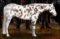 Horse Color:Bay Near Leopard 