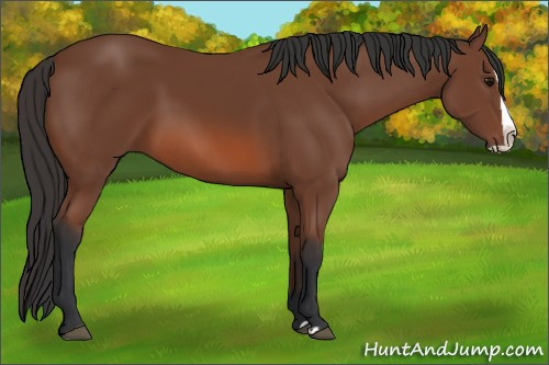 Horse Color: Bay Splash 