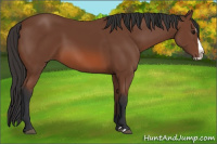 Horse Color:Bay Splash 