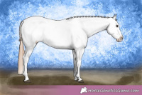 Horse Color:Grullo Appaloosa 