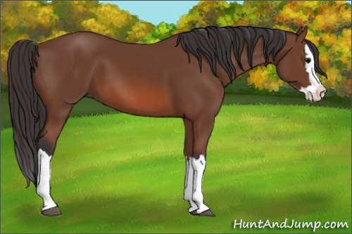 Horse Color: Unknown 