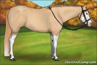 Horse Color:Gold Champagne Splash