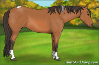 Horse Color:Bay Tobiano 