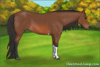 Horse Color:Bay Tobiano 