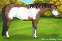 Horse Color:Bay Frame 