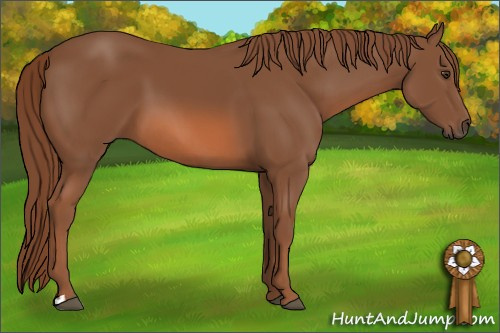 Horse Color: Chestnut 